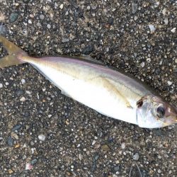 今年初太刀とサゴシ祭り